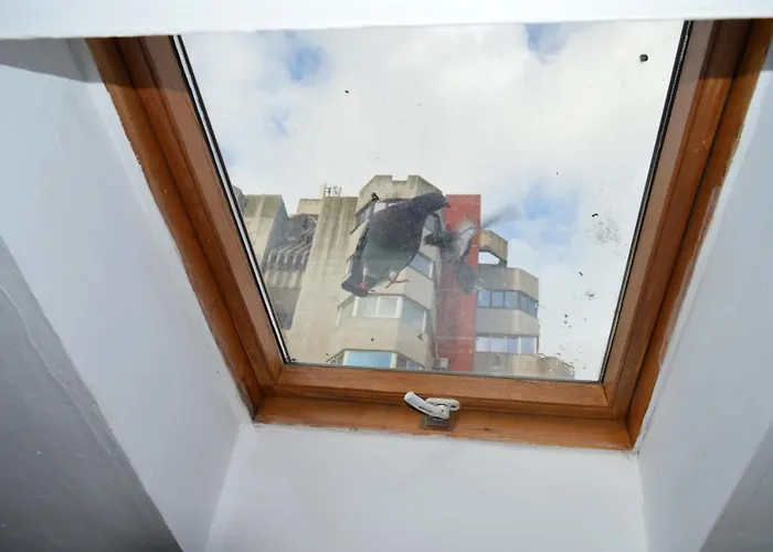 Apartment Garsoniere Victor Seaview Aer Conditionat- Bucatarie-primim Carduri Vacanta-pet Friendly La 3 Minute De Plaja Reyna-zoom